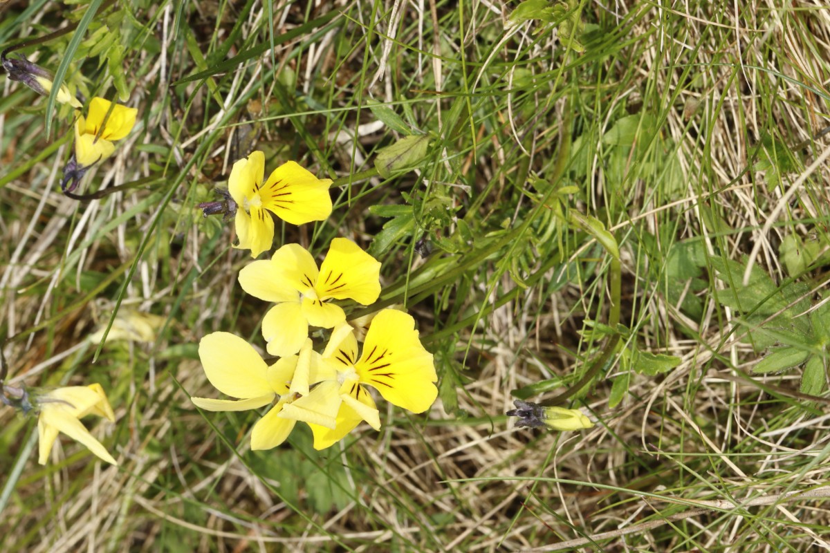 Viola lutea ssp calaminaria Breiningerberg A02.jpg