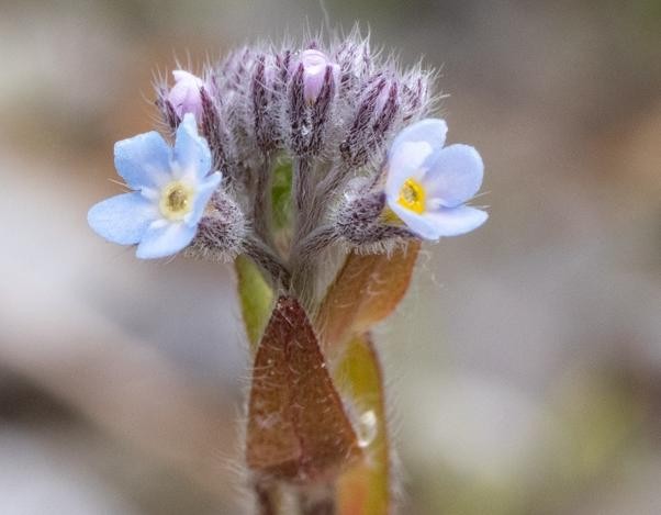 (2) Blüten.jpg