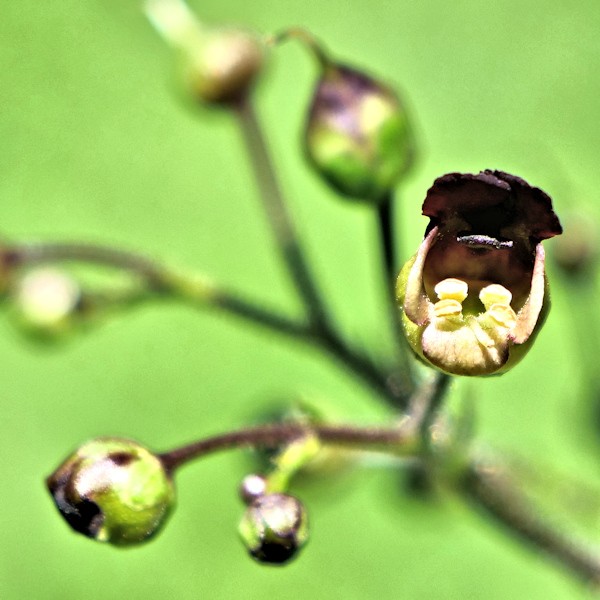 P1033942K.JPG