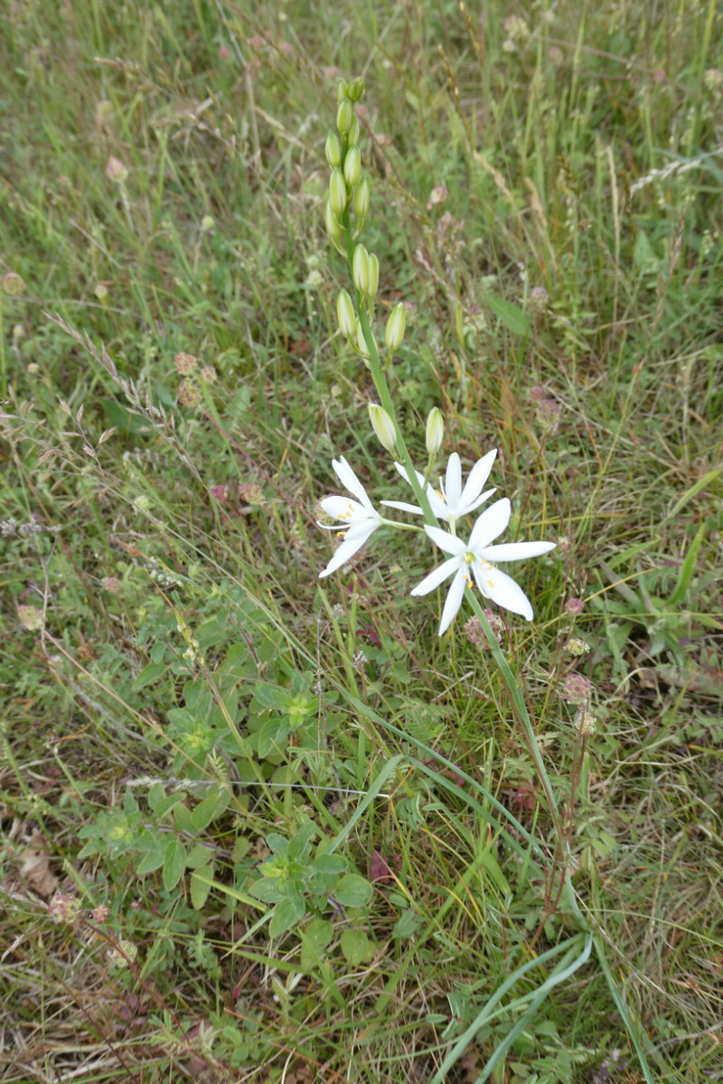 Anthericum liliago.JPG