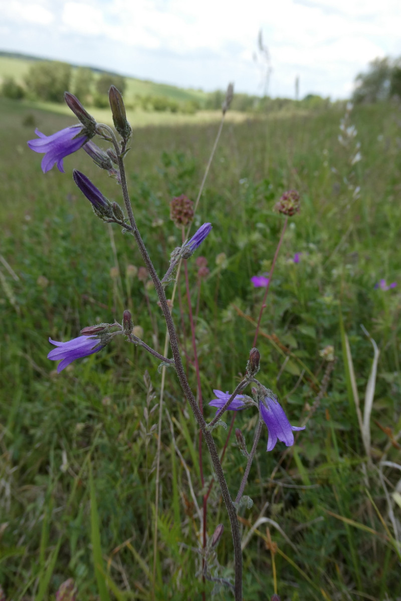 Campanula sibirica ssp. sibirica.JPG