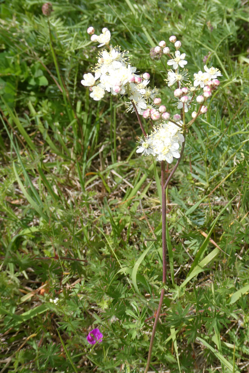 Filipendula vulgaris.JPG