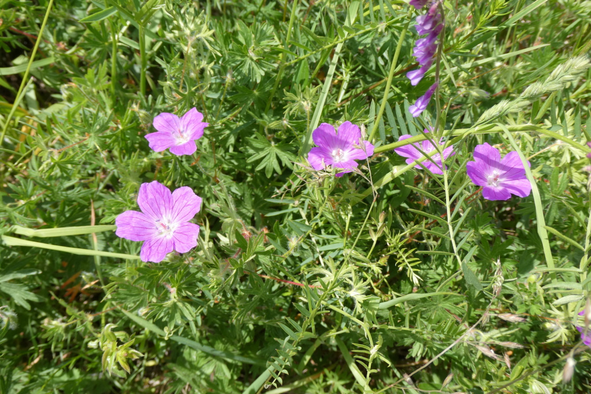 Geranium sanguineum.JPG