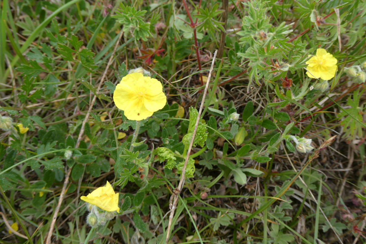 Helianthemum nummularium s.l..JPG