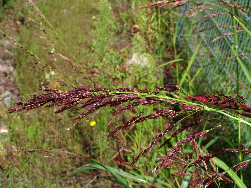 Sorghum halepense (cf) Kehl Hafen G1.jpg