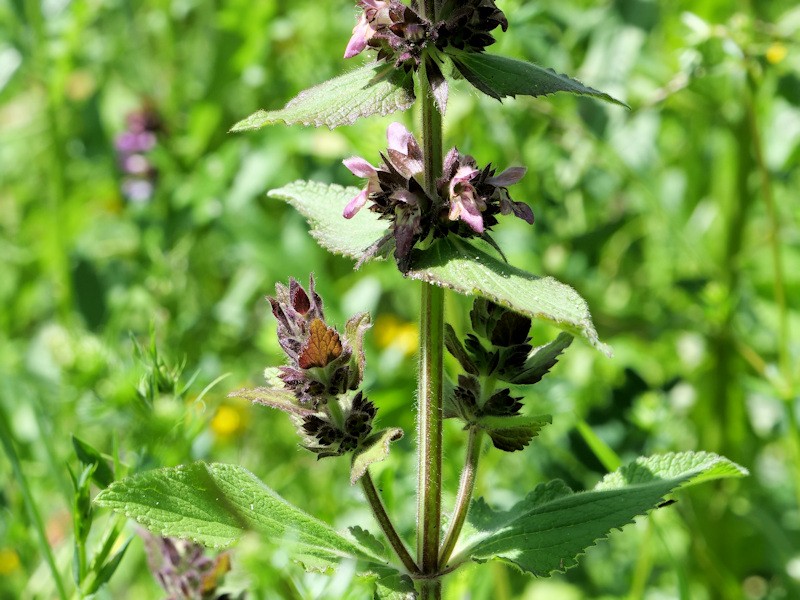 P1033968K2.JPG
