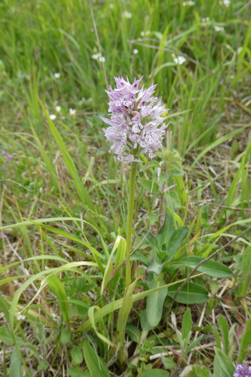 Neotinea tridentata.JPG