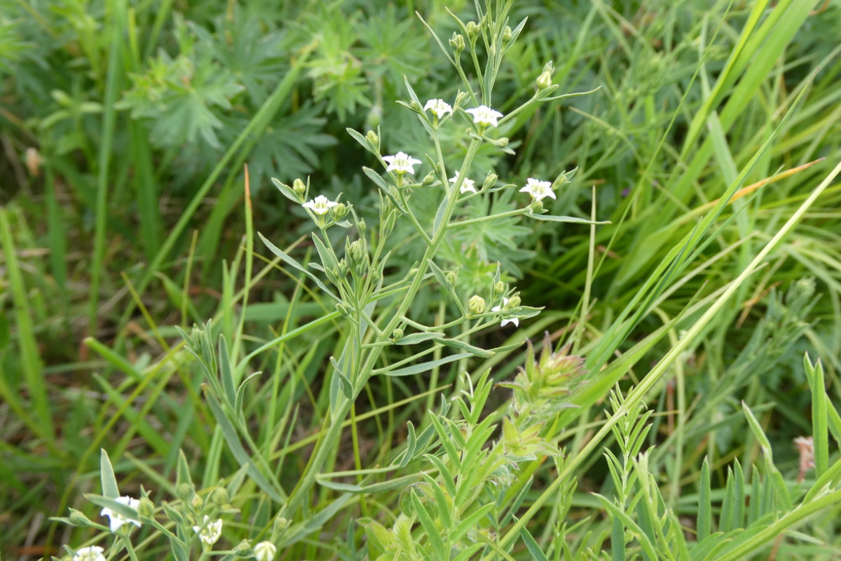 Thesium linophyllon.JPG