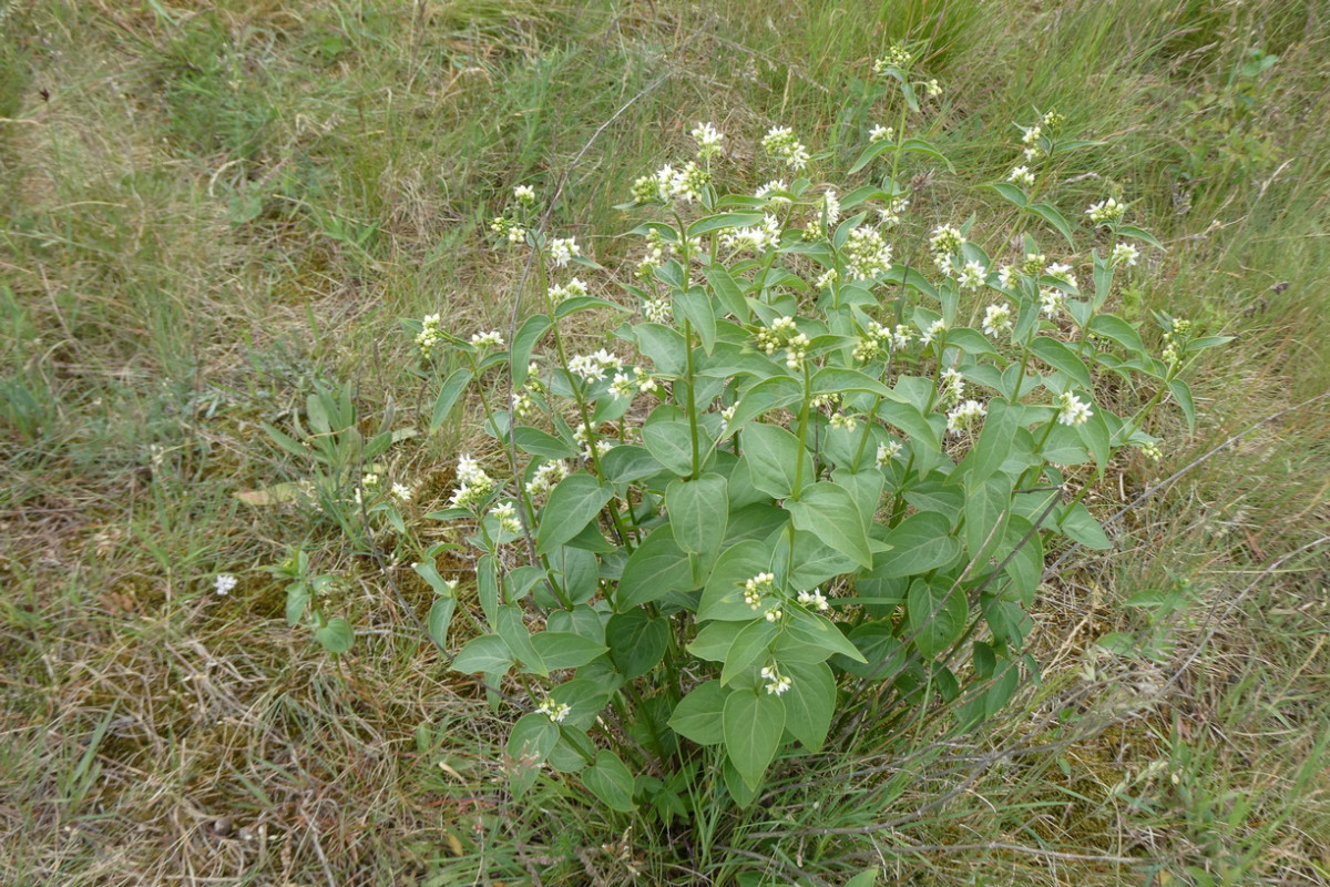 Vincetoxicum hirundinaria subsp. hirundinaria.JPG