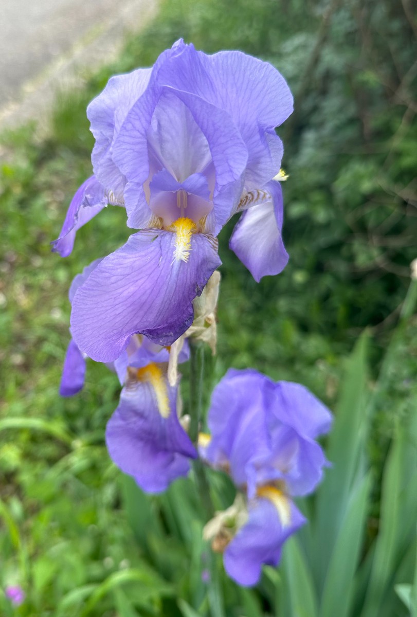 Iris pallida Michaelsberg 24 I2.JPG