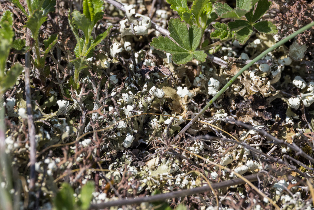 Große Endivienflechte (Cladonia convoluta)-_20240509_Rohrbach_GUD1756.jpg