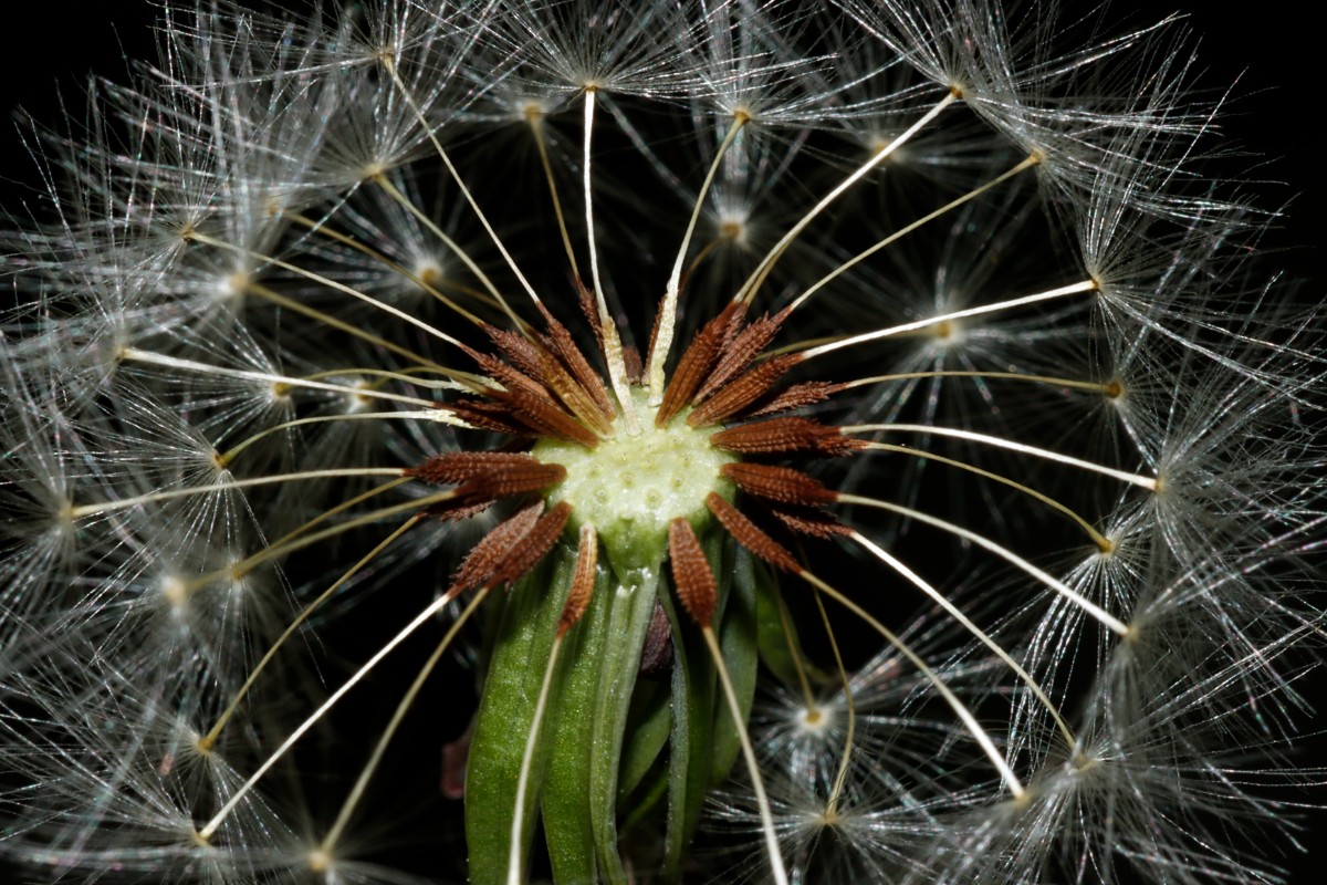 Taraxacum parvilobum Salzhemmendorf Bockshorn A34.JPG