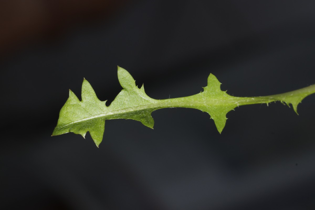 Taraxacum parvilobum Salzhemmendorf neues Blatt.JPG