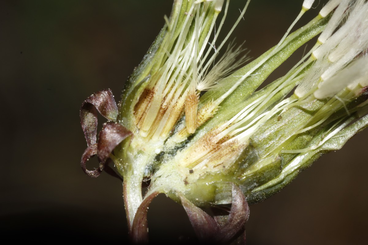 Taraxacum parvilobum 24-211 Bockshorn Salzhemmendorf A06.jpg