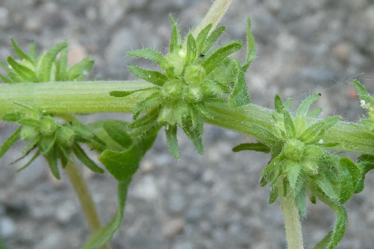 Parietaria pensylvanica 2.JPG