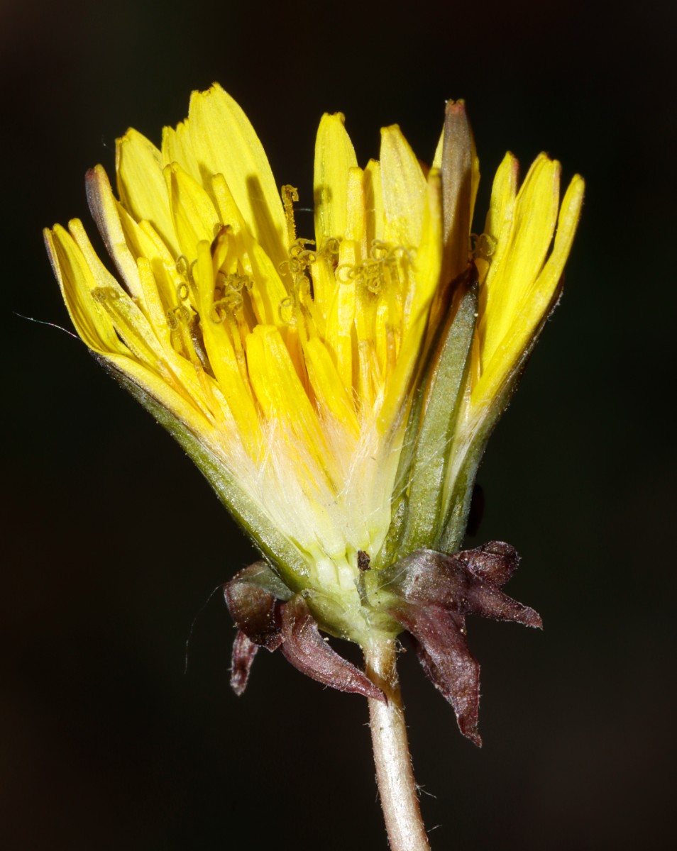 Taraxacum parvilobum 24-211 Bockshorn Salzhemmendorf A03.jpg