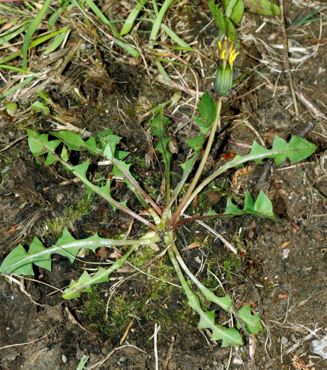 Taraxacum parvilobum 24-214 Bockshorn Salzhemmendorf A03.jpg