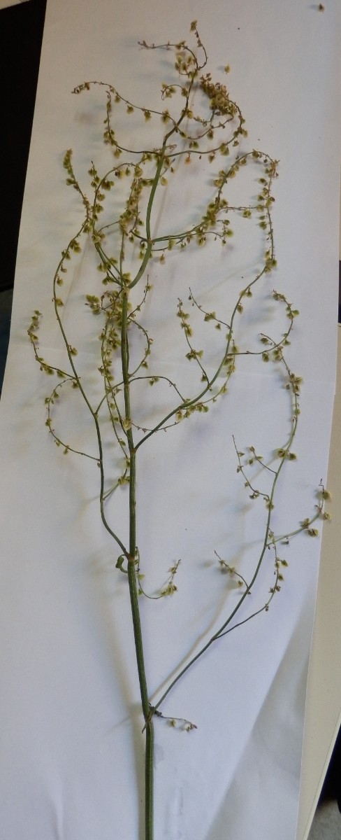 Rumex thyrsiflorus