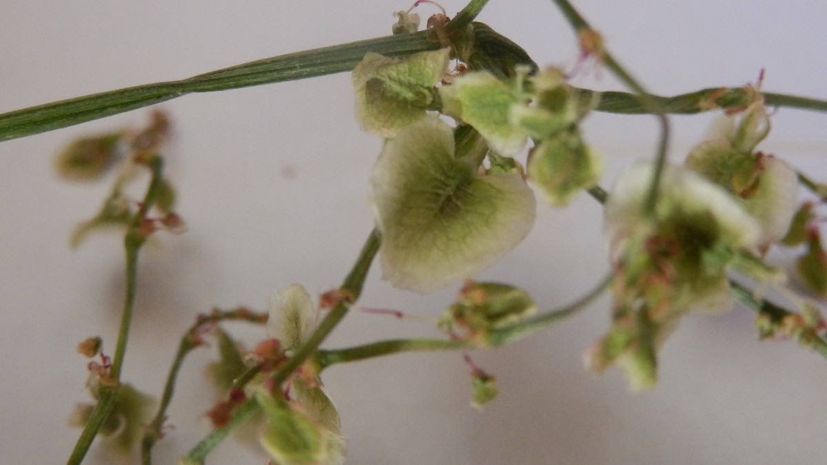 Unterstes Blatt