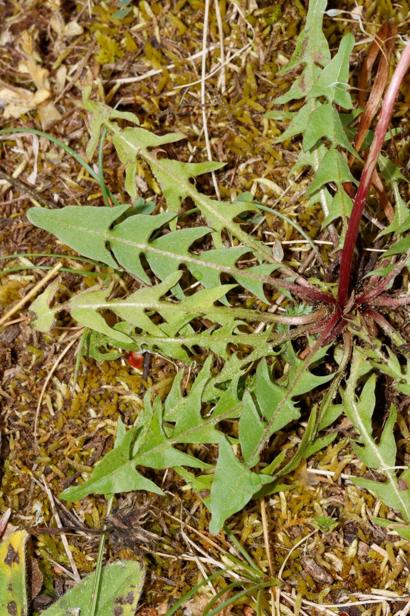 Taraxacum aspectabile (echt) 24-610 Haunstetten Heide A04.jpg