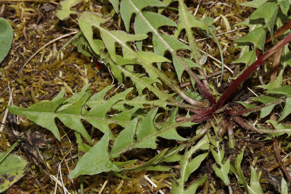 Taraxacum aspectabile (echt) 24-610 Haunstetten Heide A08.jpg