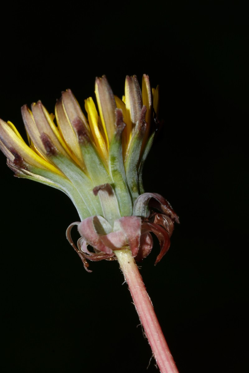 Taraxacum aspectabile (echt) 24-610 Haunstetten Heide A10.jpg
