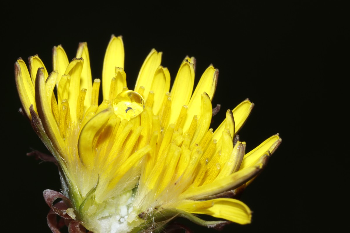 Taraxacum aspectabile (echt) 24-610 Haunstetten Heide A13.jpg