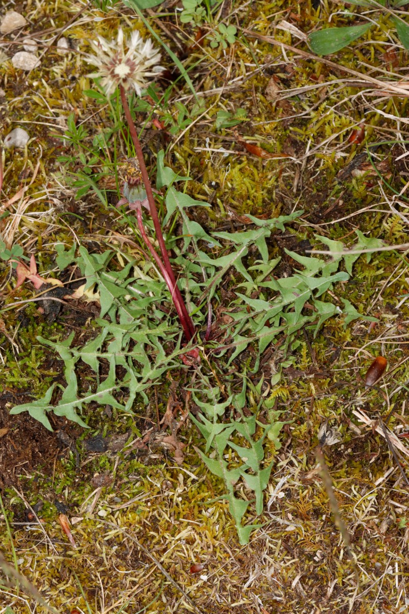 Taraxacum aspectabile (echt) 24-611 Haunstetten Heide A01.jpg