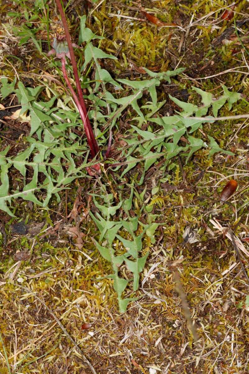 Taraxacum aspectabile (echt) 24-611 Haunstetten Heide A03.jpg
