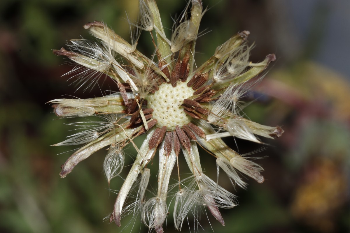 Taraxacum aspectabile (echt) 24-611 Haunstetten Heide A05.jpg