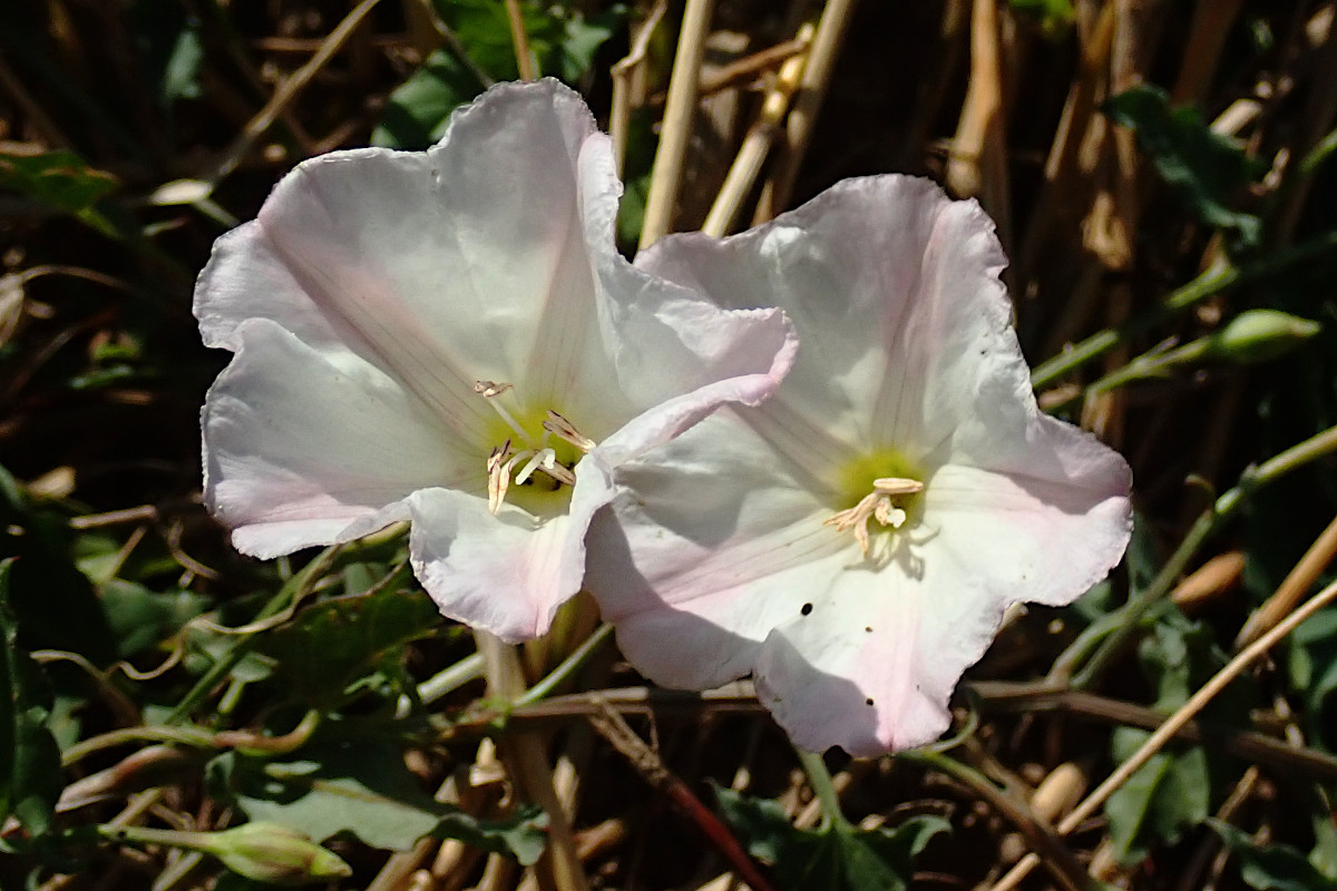 Convolvulus arvensis_Ackerwinde_08-2022.jpg