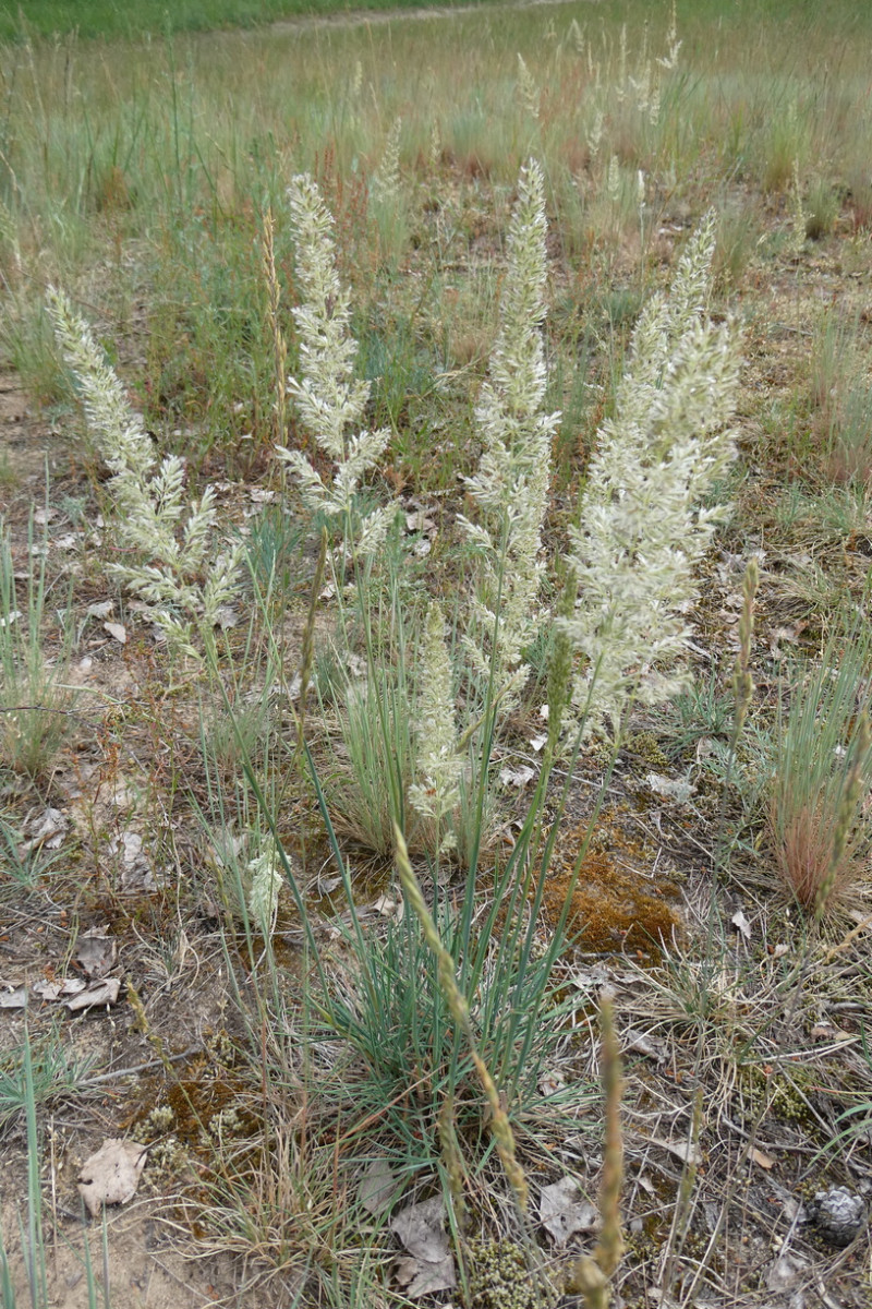 Koeleria glauca Blaugraues Schillergras 1.JPG