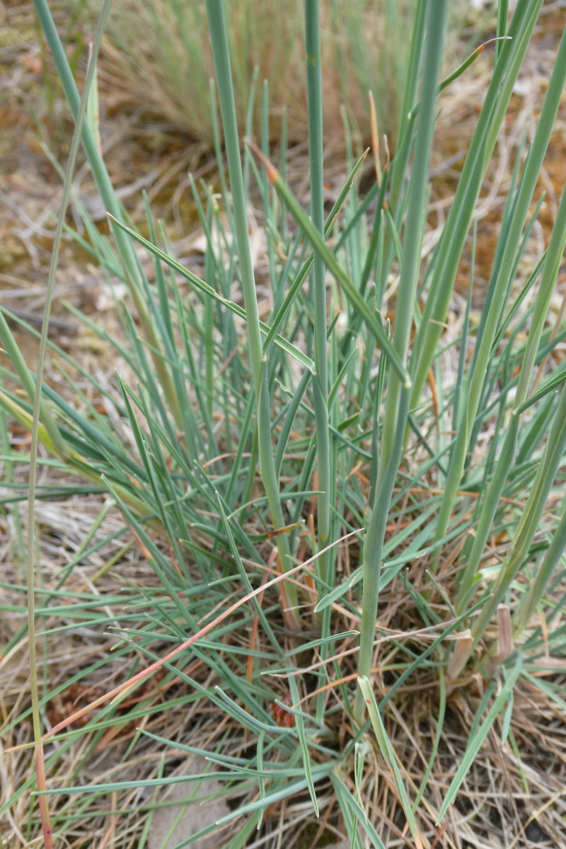Koeleria glauca Blaugraues Schillergras 2.JPG