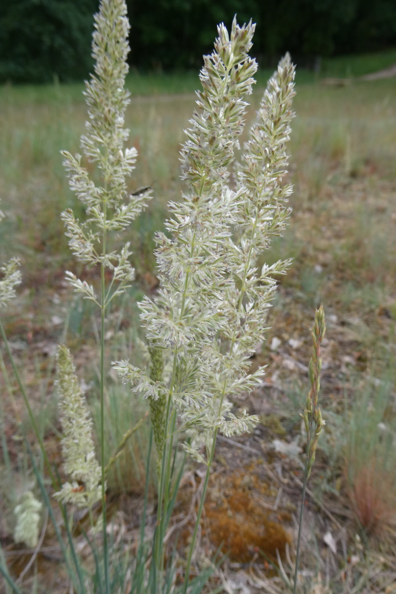 Koeleria glauca Blaugraues Schillergras 3.JPG