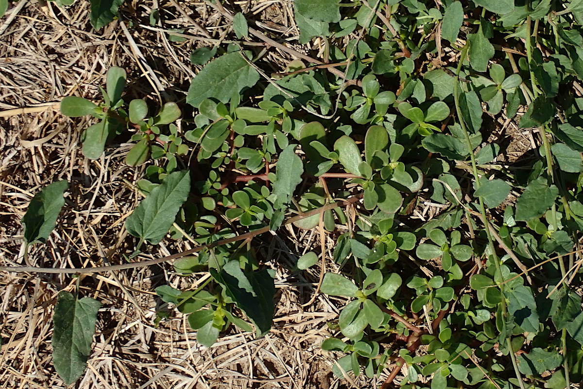 Convolvulus arvensis + Portulaca oleracea ssp. oleracea_08-2022.jpg