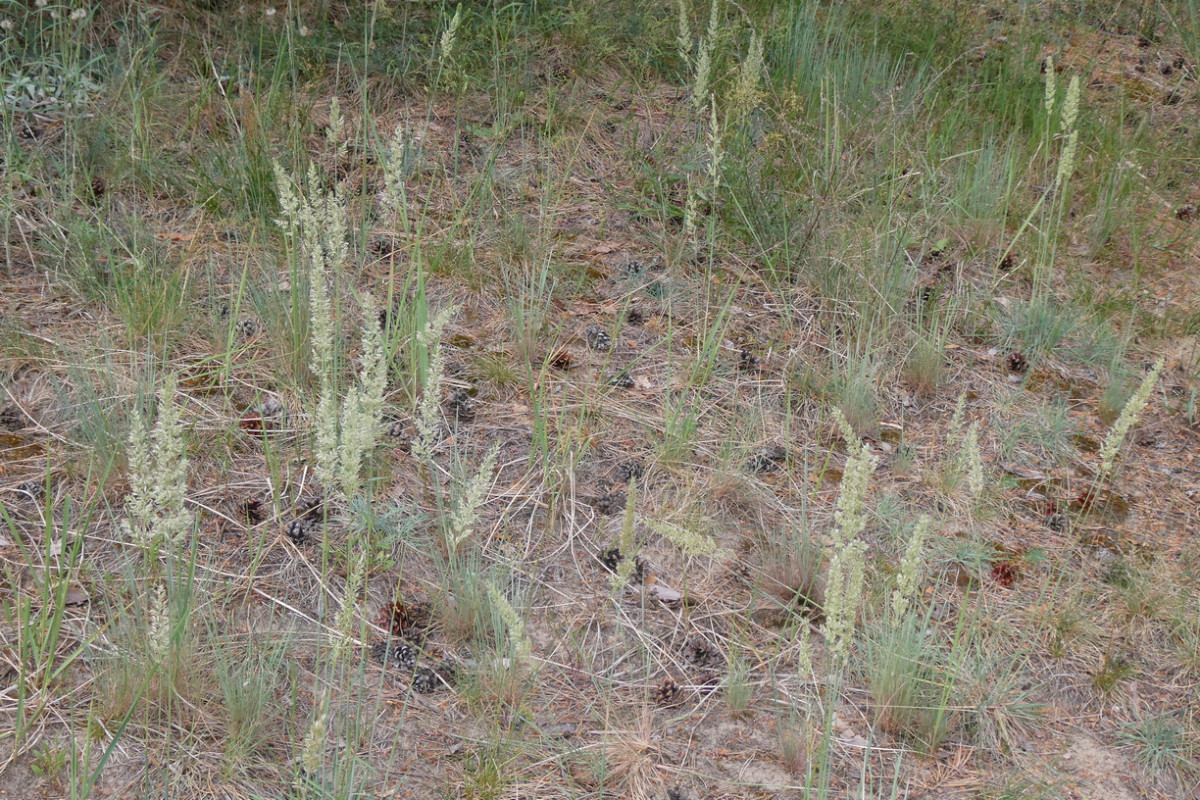Koeleria glauca Blaugraues Schillergras 4.JPG