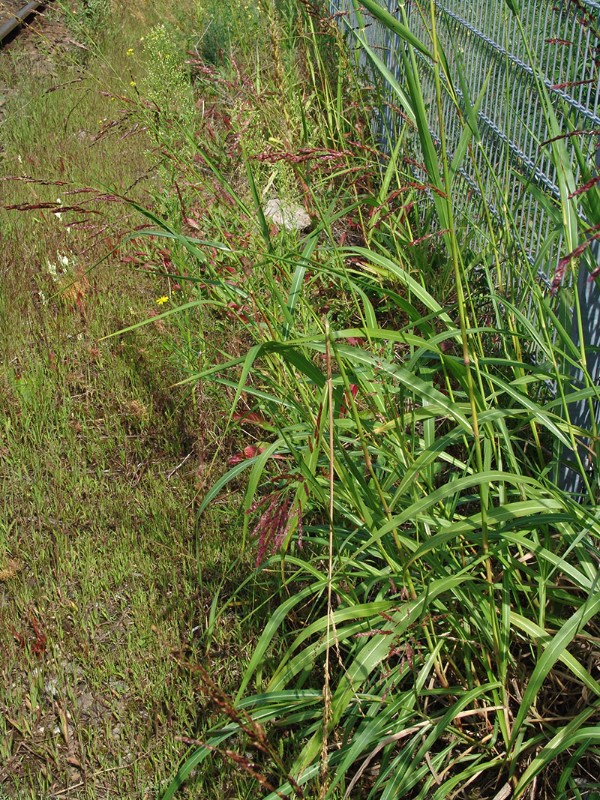 Sorghum halepense (cf) Kehl Hafen G2.jpg