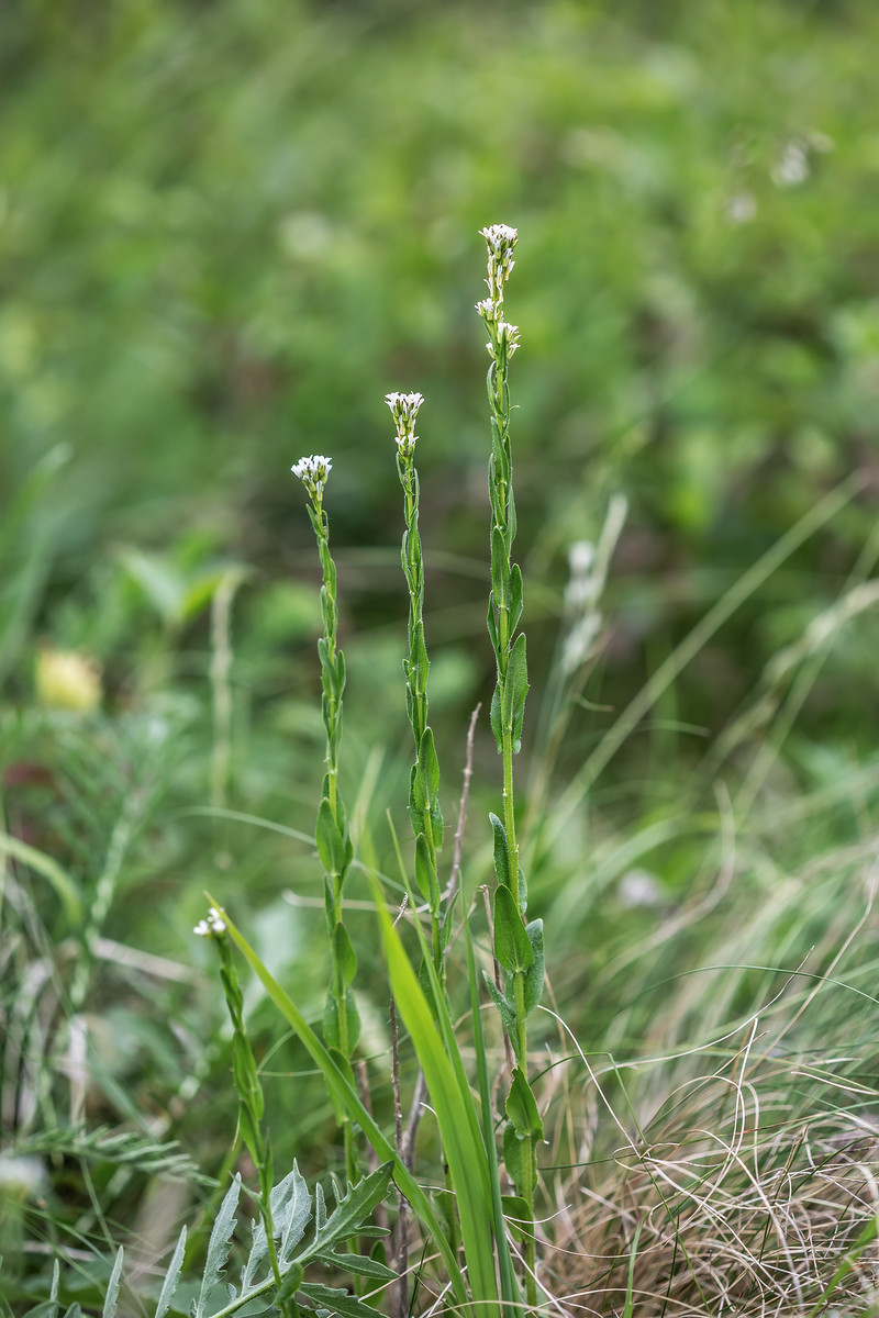 Flora Germanica Arabis sagittata; Brassicaceae (1).jpg
