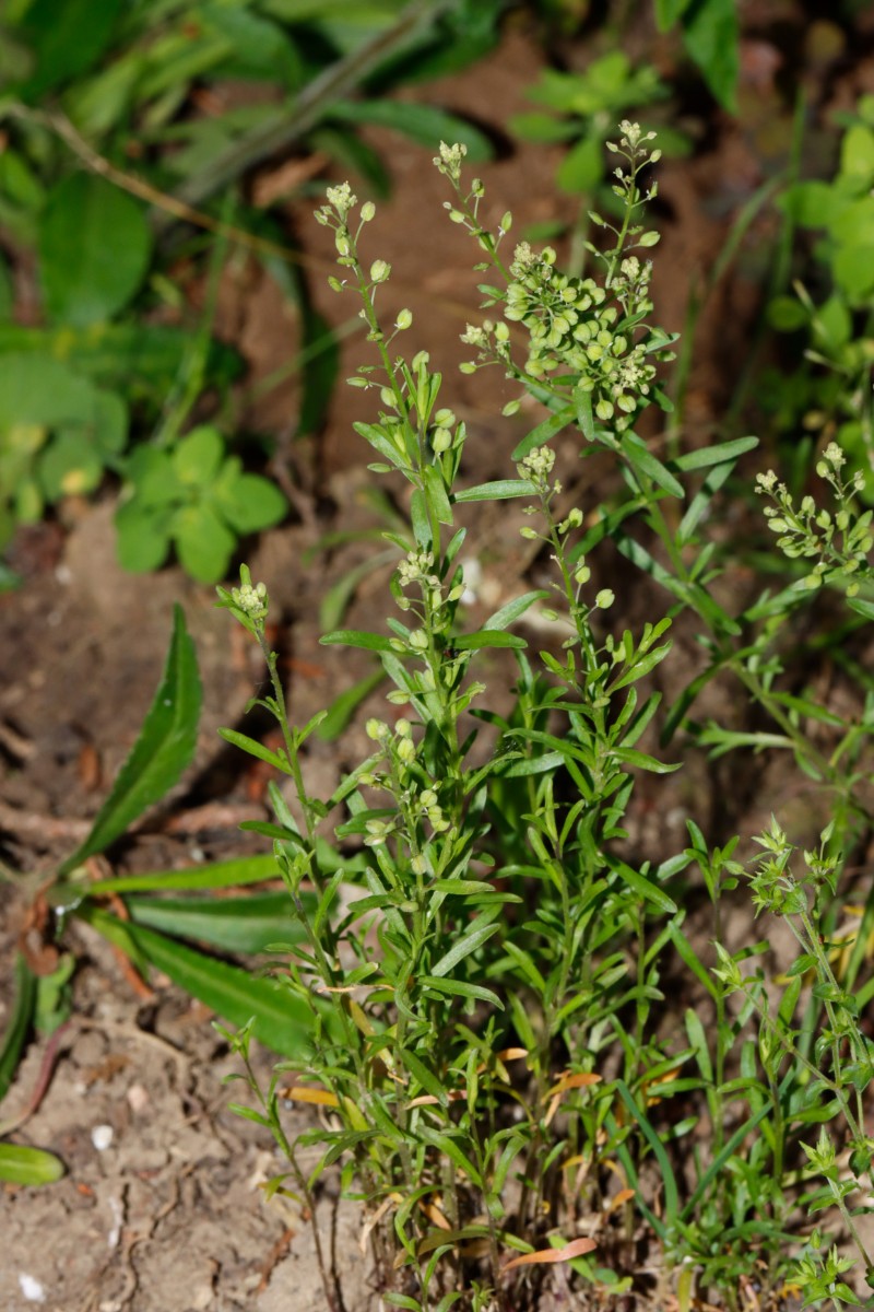 Lepidium ruderale BadNauheim Saline GartenWe24 A01.jpg