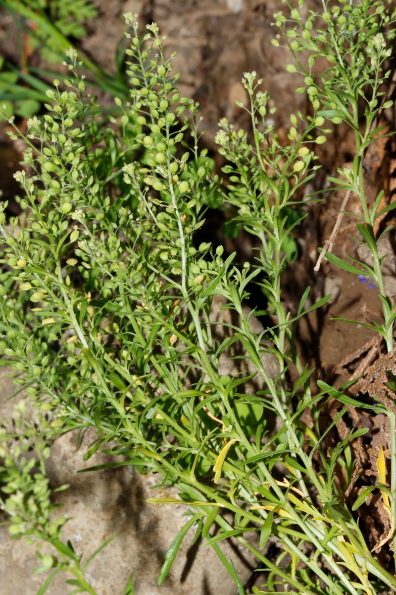 Lepidium ruderale BadNauheim Saline GartenWe24 A02.jpg