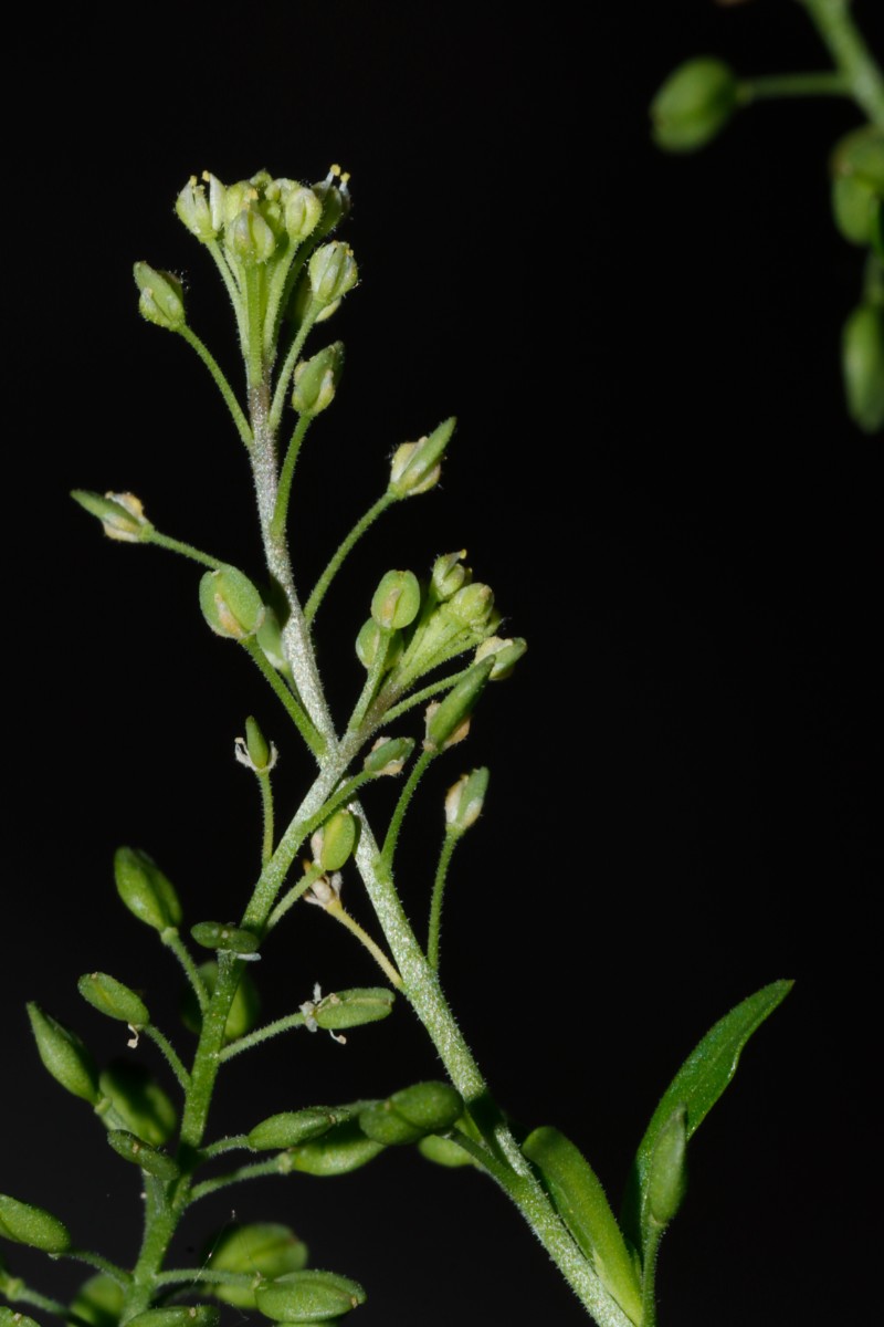 Lepidium ruderale BadNauheim Saline GartenWe24 A07.jpg