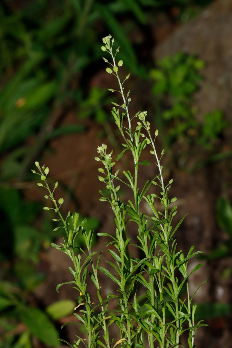 Lepidium ruderale BadNauheim Saline GartenWe24 A08.jpg