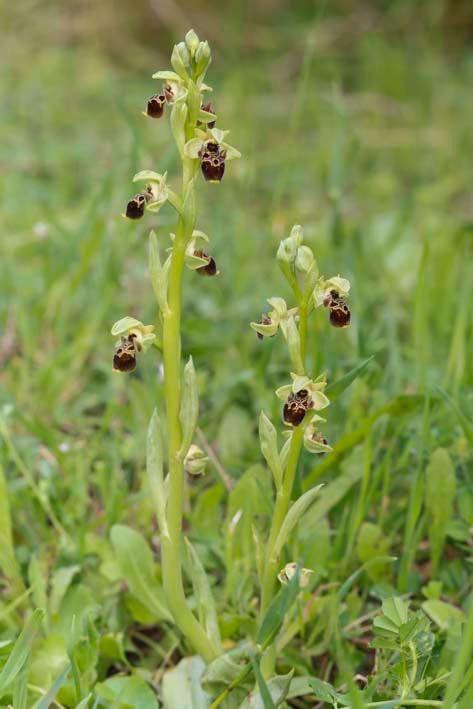 Ophrys-1-Albanien_FH2305010002.jpg
