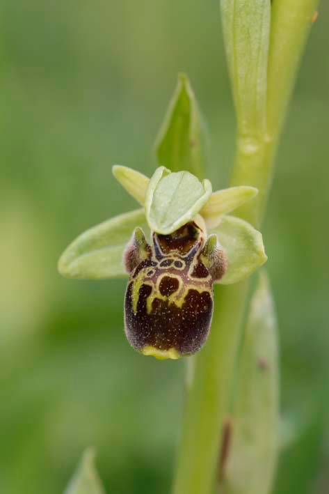 Ophrys-1-Albanien_FH2305010003.jpg