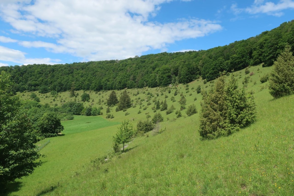 Eine Wacholderheide reiht sich an die nächste, wie hier bei Zimmern.