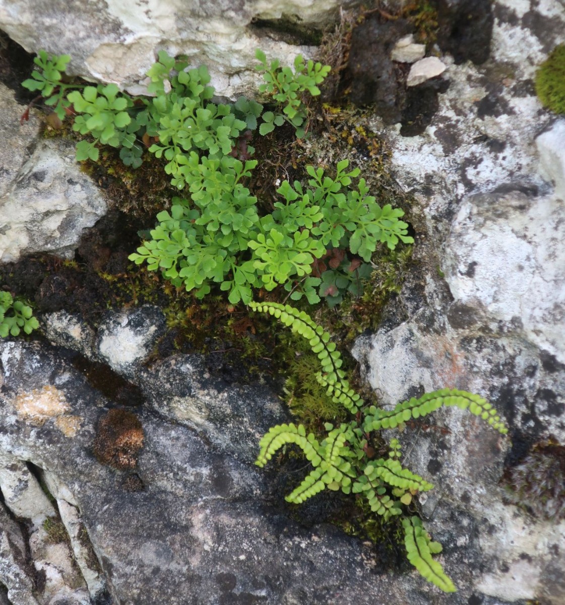 An den Felsen wachsen Mauerraute und Braunstieliger Streifenfarn oft nebeneinander. Die Ausschau nach etwaigen Hybriden blieb aber ohne Resultat.