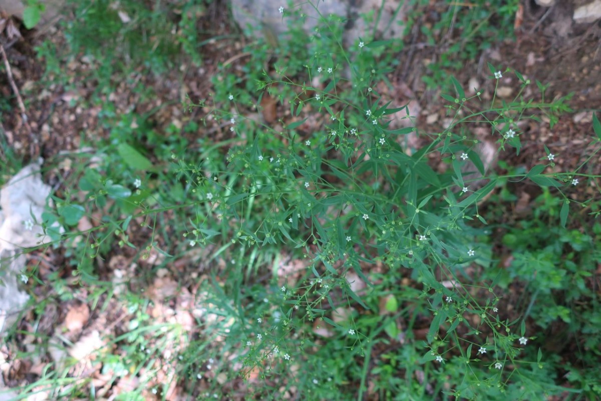 Nicht auf der Heide, sondern oben am Waldrand ein reicher Bestand des Bayerischen Leinblatts. Blüten mit vier Zipfeln waren aber schwer zu entdecken. Wer findet sie hier?