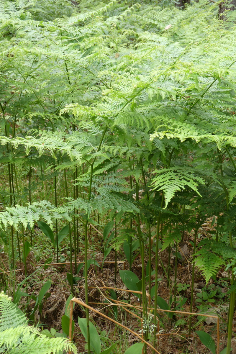 P aquilinum 2.JPG
