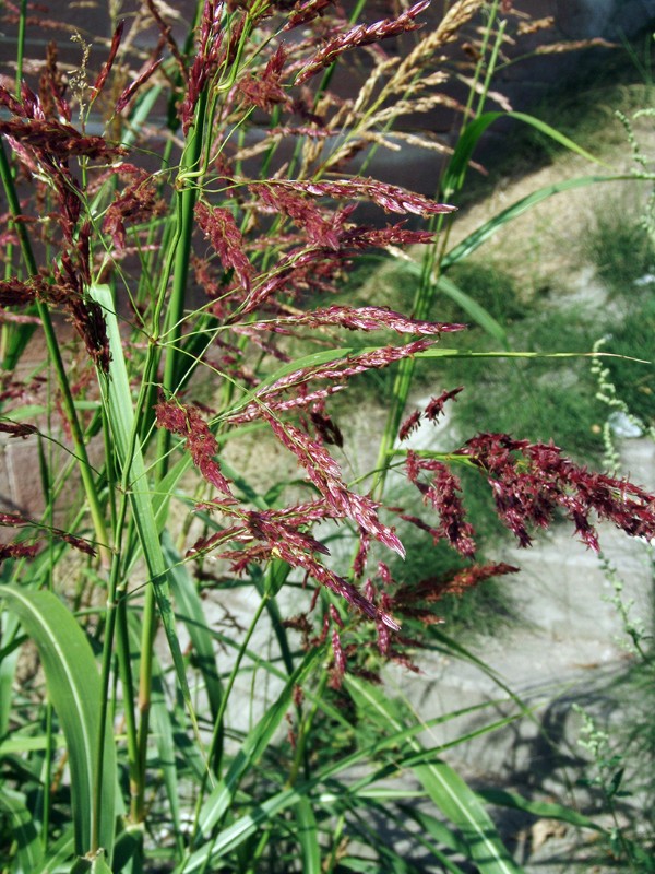 Sorghum halepense (cf) MA Industriehafen Kammerschleuse G2.jpg