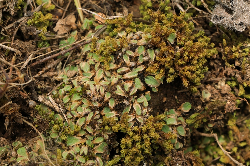 k-Wimpertragendes Sternlebermoos_Riccia ciliifera_01.JPG